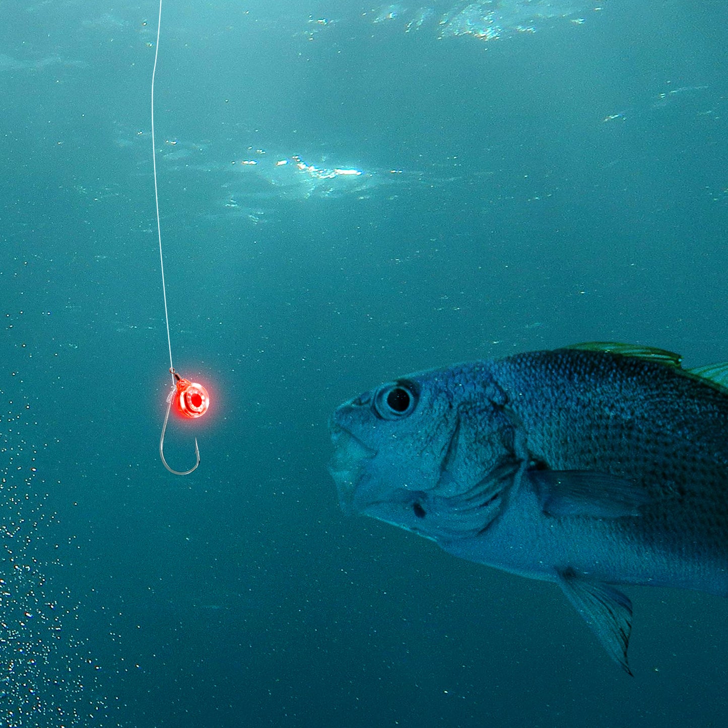 6PCS LED Fishing Lures Light Underwater Bait Water Activated LED Deep Drop Attractant Light for Saltwater Freshwater Night Trolling Ice Boat Pier Bass Halibut